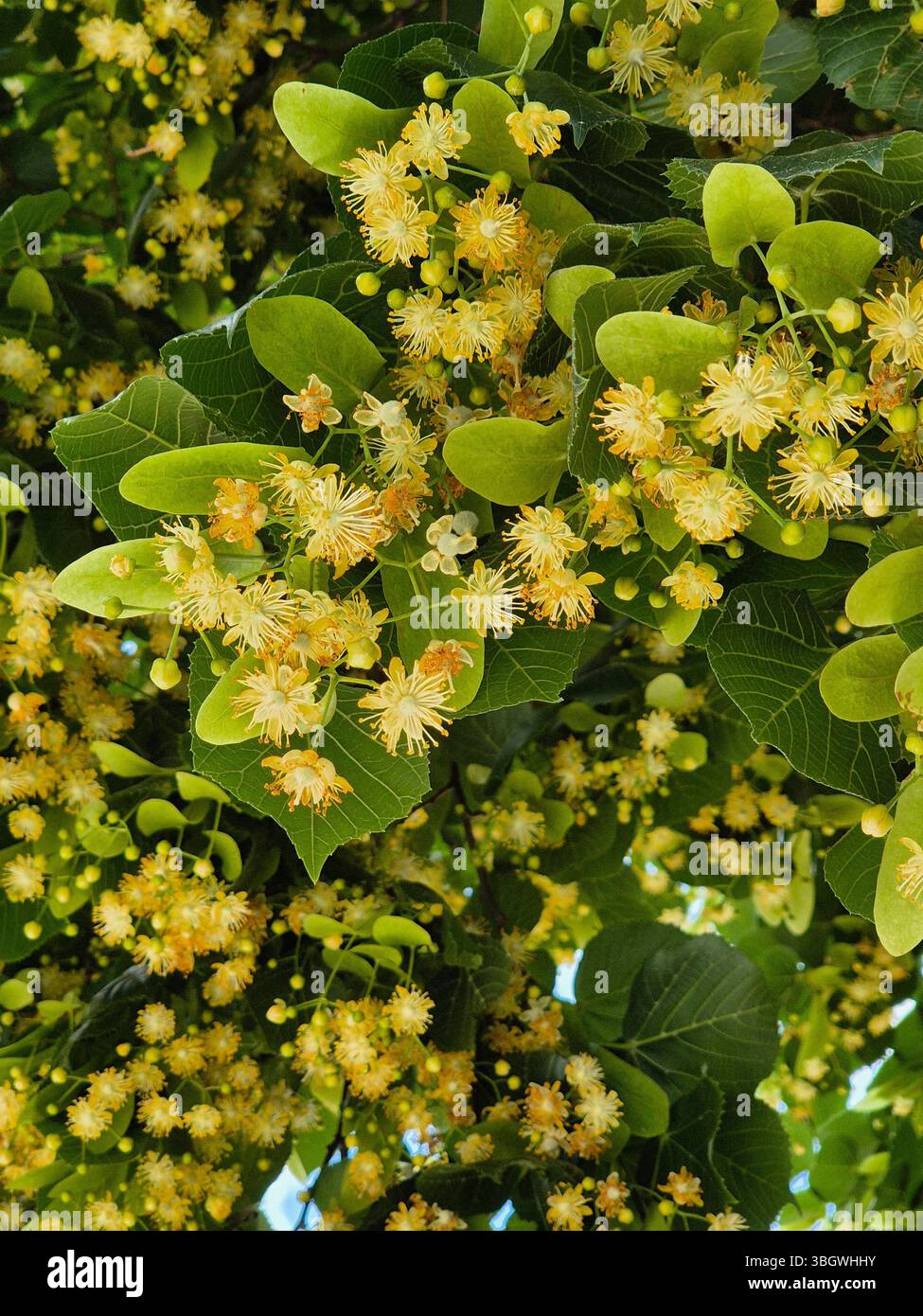 Linden inflorescences gros plan - Image de stock capturée avec un smartphone