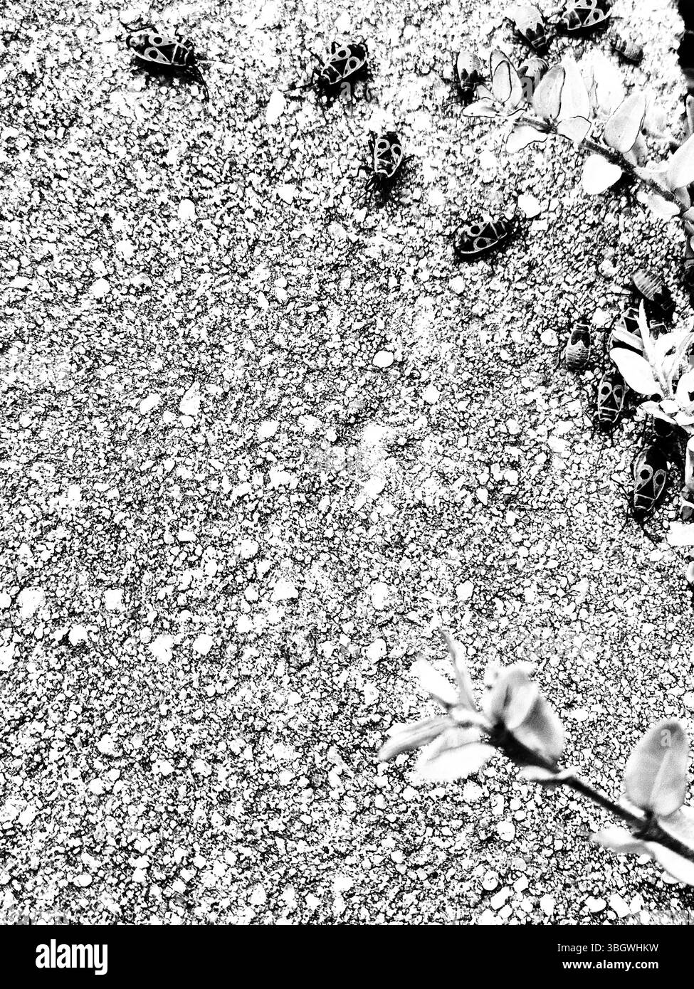 Photo noir et blanc. bugs soldats sur le terrain. gros plan Banque D'Images