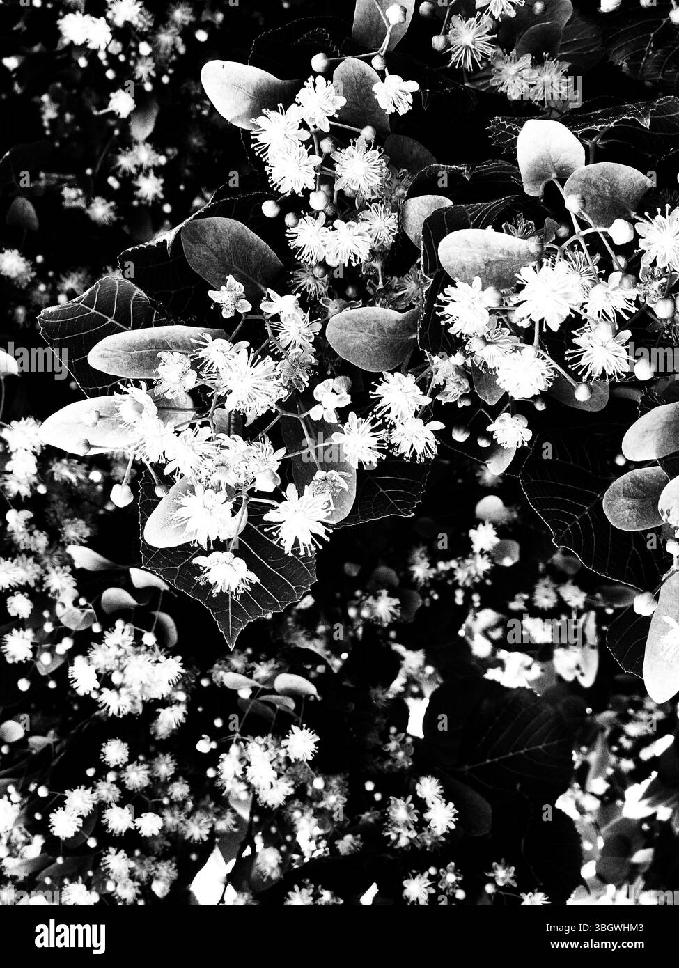 Photo noir et blanc. Linden Blossom gros plan. beauté de la nature - Image de stock capturée avec un smartphone