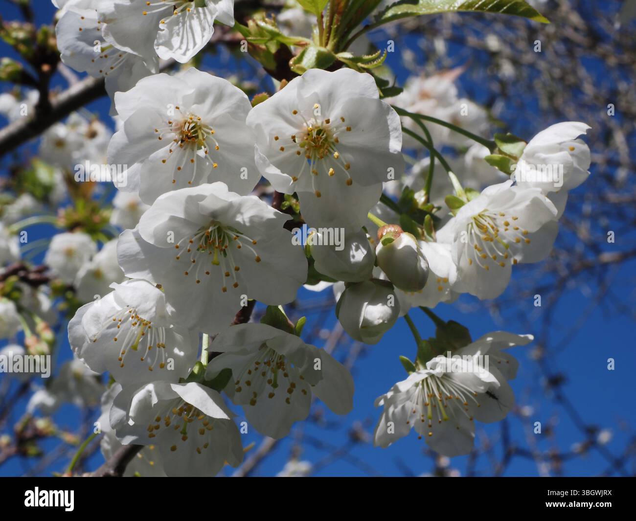Cerisier en fleurs en Sardaigne, Italie Banque D'Images