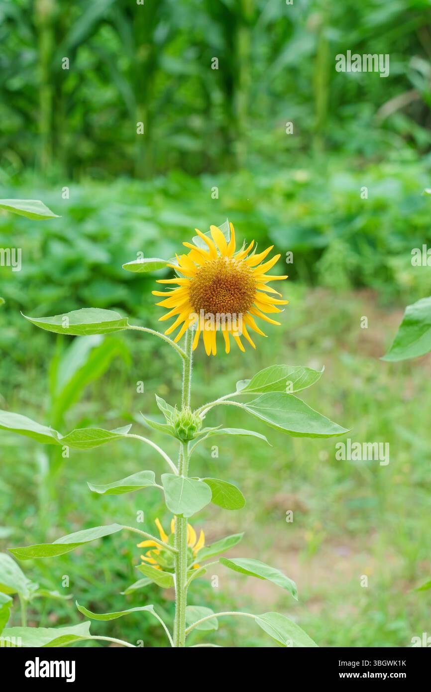Beaux tournesols florissants dans la journée Banque D'Images
