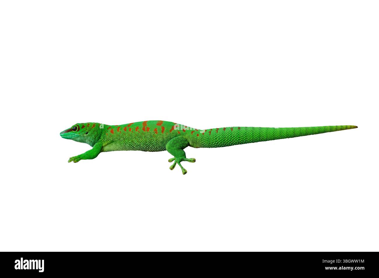 gecko de jour géant de madagascar isolé sur fond blanc Banque D'Images