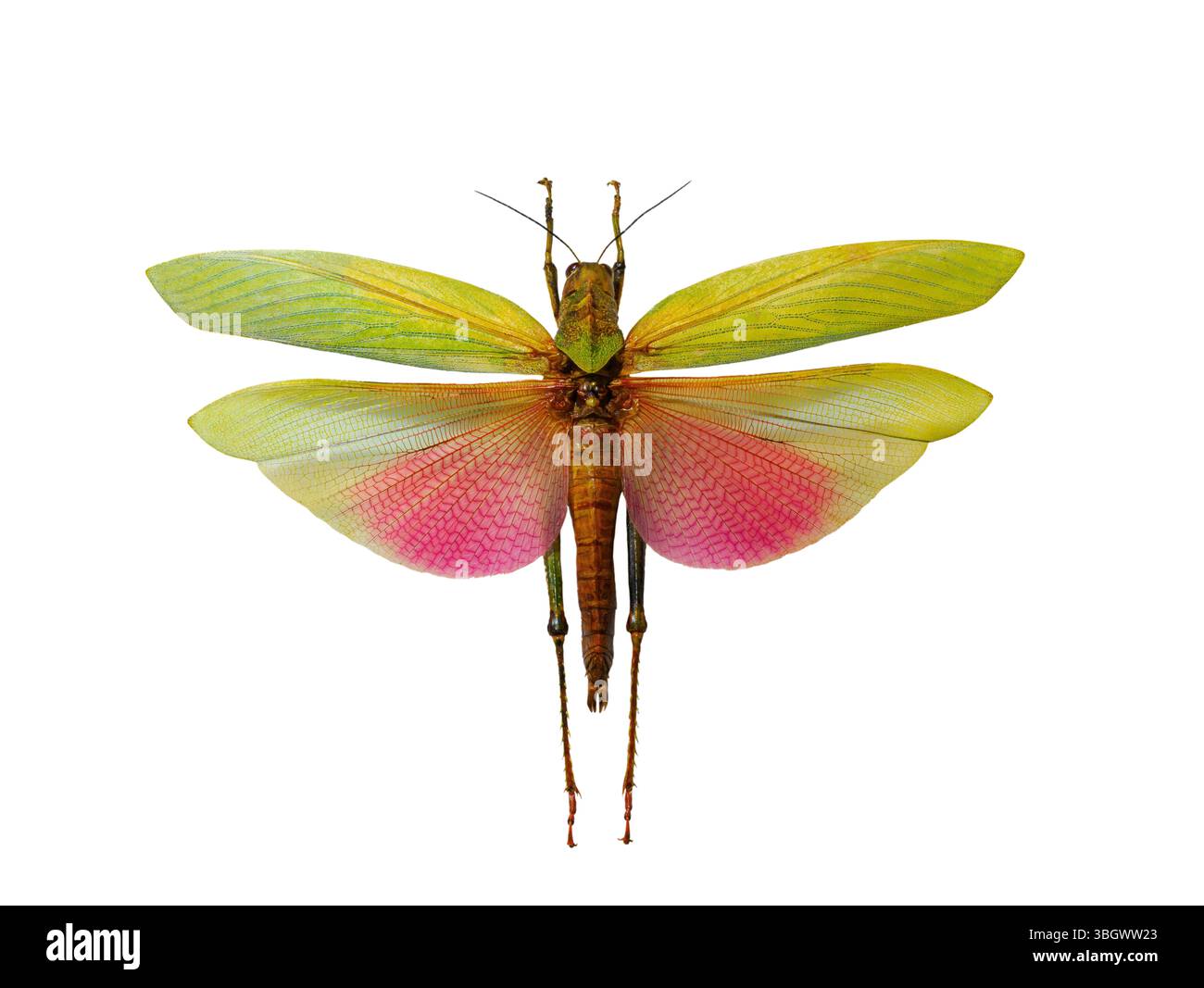 lophacris cristata isolé sur fond blanc. Banque D'Images