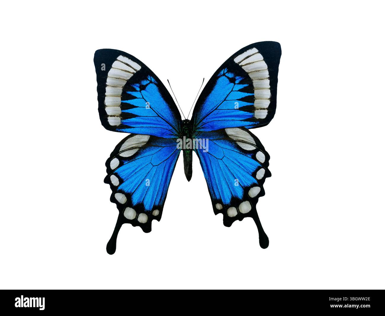 Papillon Bleu isolé sur fond blanc Banque D'Images
