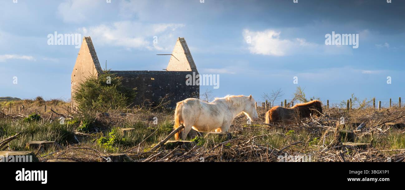 Une image panoramique des poneys sauvages emblématiques de Bodmin sur Bodmin Moor en Cornouailles au Royaume-Uni. Banque D'Images Une image panoramique des poneys sauvages emblématiques de Bodmin sur Bodmin Moor en Cornouailles au Royaume-Uni. Banque D'Images