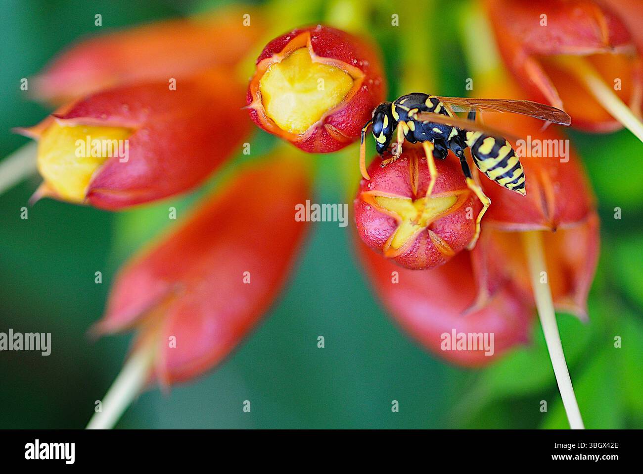 Guêpe à papier européenne (Polistes dominula) sur boutons floraux de vigne rouge-orange vif en trompette (Campsis radicans), macro gros plan avec fond vert doux. Banque D'Images