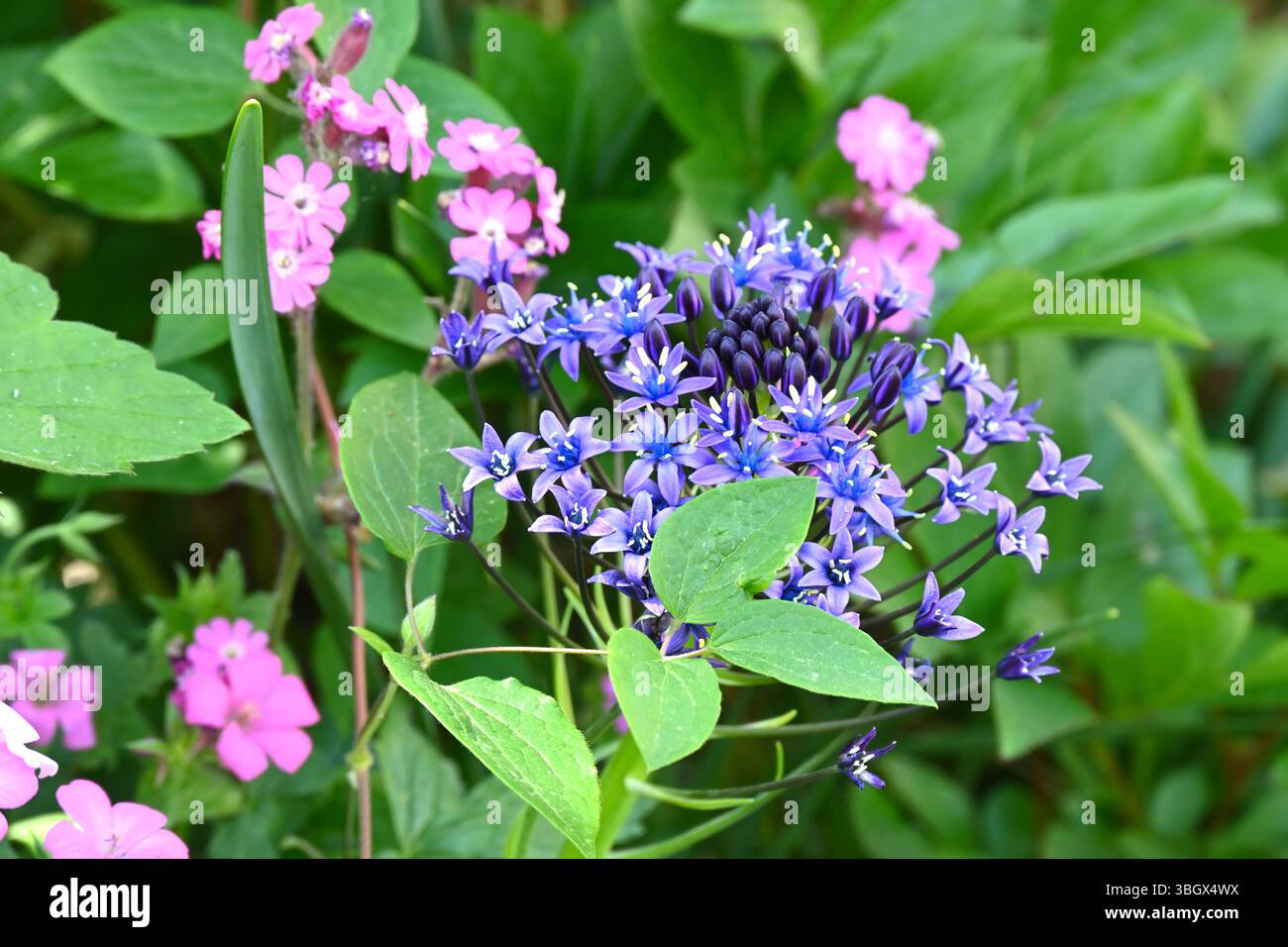 Bleu brillant du début de l'été fleurs de Scilla peruviana ou de courge portugaise avec campion rouge poussant dans le jardin britannique mai Banque D'Images