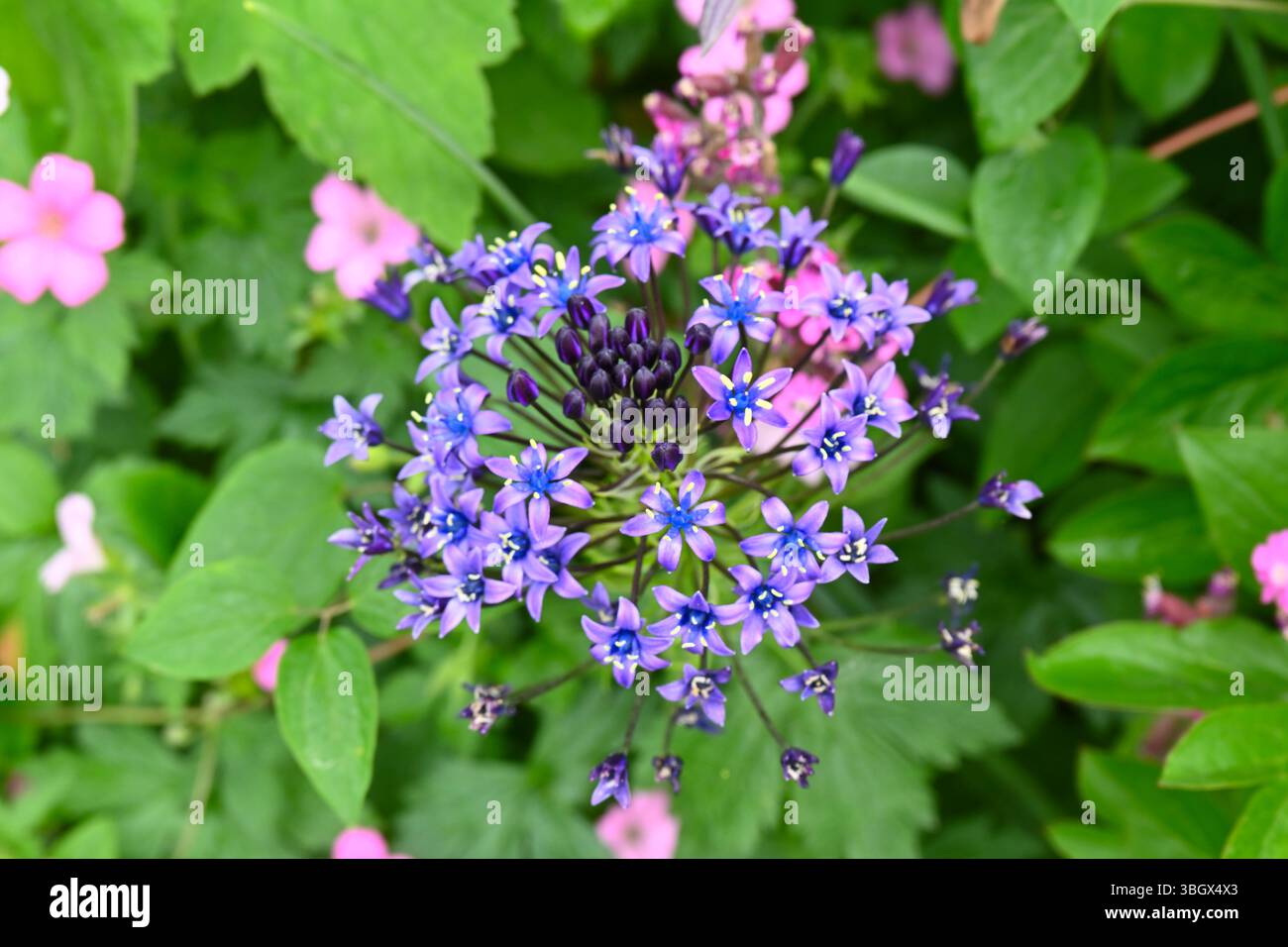 Bleu brillant du début de l'été fleurs de Scilla peruviana ou de courge portugaise avec géranium rose poussant dans le jardin britannique mai Banque D'Images