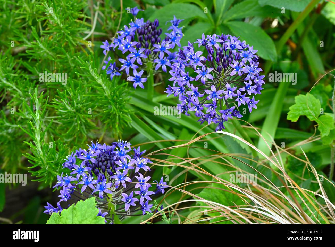 Bleu brillant du début de l'été fleurs de Scilla peruviana ou de courge portugaise poussant dans le jardin britannique mai Banque D'Images