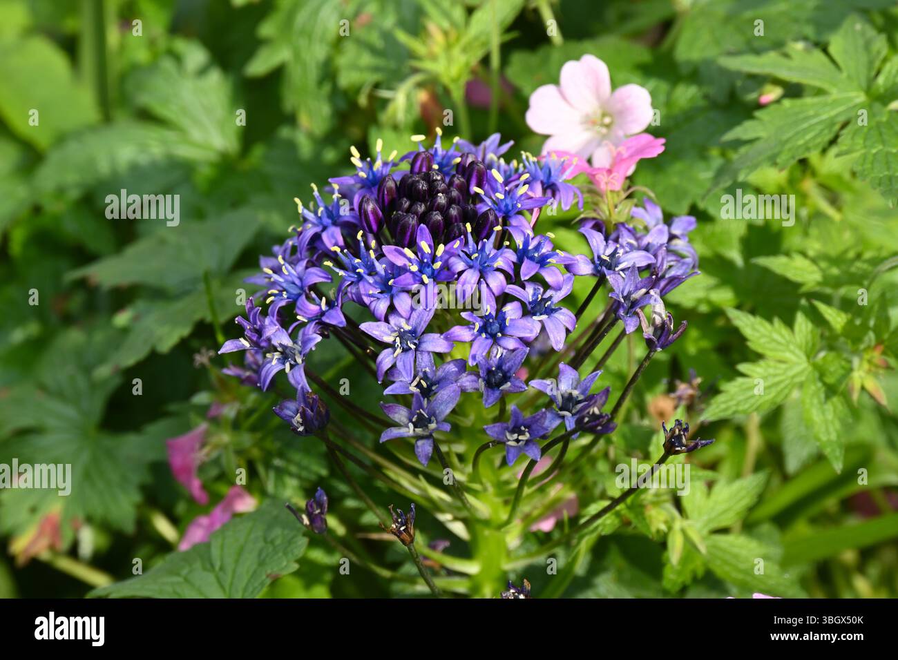 Bleu brillant du début de l'été fleurs de Scilla peruviana ou de courge portugaise poussant dans le jardin britannique mai Banque D'Images