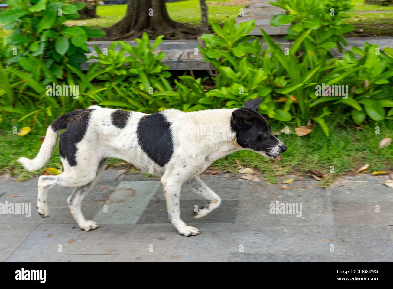 Chien maigre marche sur un trottoir à côté d'un buisson vert. Le chien est noir et blanc Banque D'Images