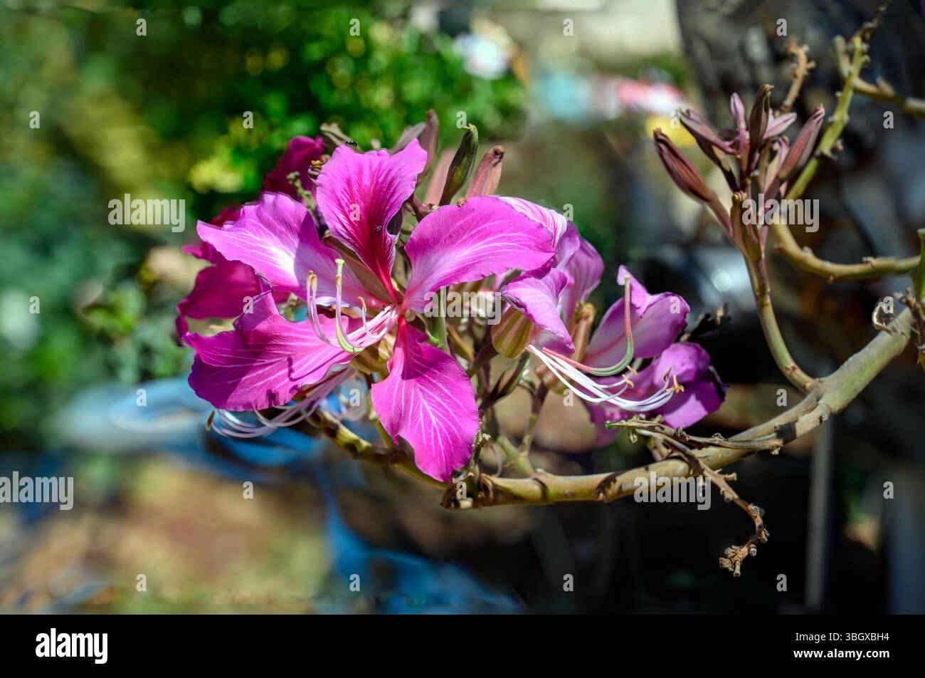 Gros plan de la fleur de la Bauhinia variegata est une espèce de plante à fleurs de la famille des légumineuses Fabaceae, les noms communs incluent l'arbre d'orchidée et Mo Banque D'Images