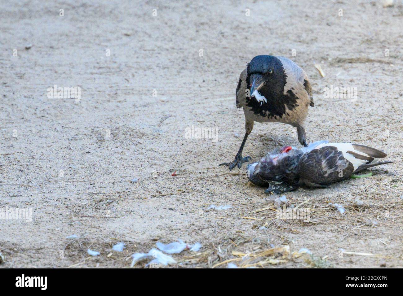 Corbeau à capuchon (Corvus cornix) se nourrissant d'une carcasse d'un pigeon rocheux (Columba Livia) photographié en Israël en mai Banque D'Images