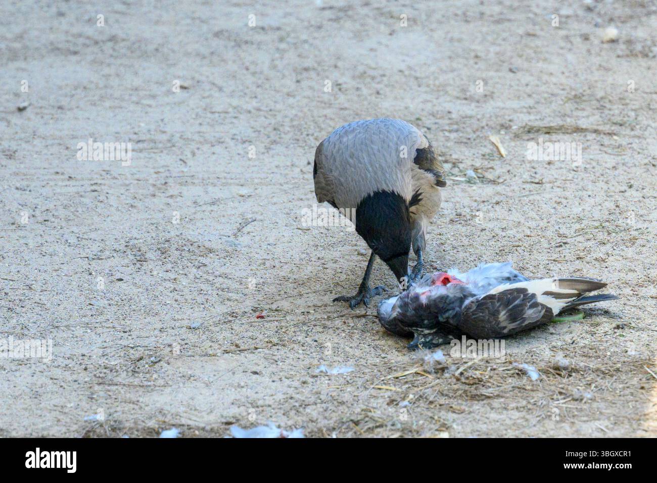 Corbeau à capuchon (Corvus cornix) se nourrissant d'une carcasse d'un pigeon rocheux (Columba Livia) photographié en Israël en mai Banque D'Images