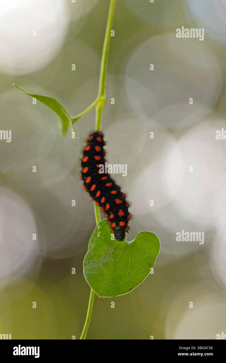 chenille noire et rouge de l'Archon apollinus, le faux Apollon, espèce de papillon appartenant à la sous-famille des Parnassinae. Photographié dans IS Banque D'Images