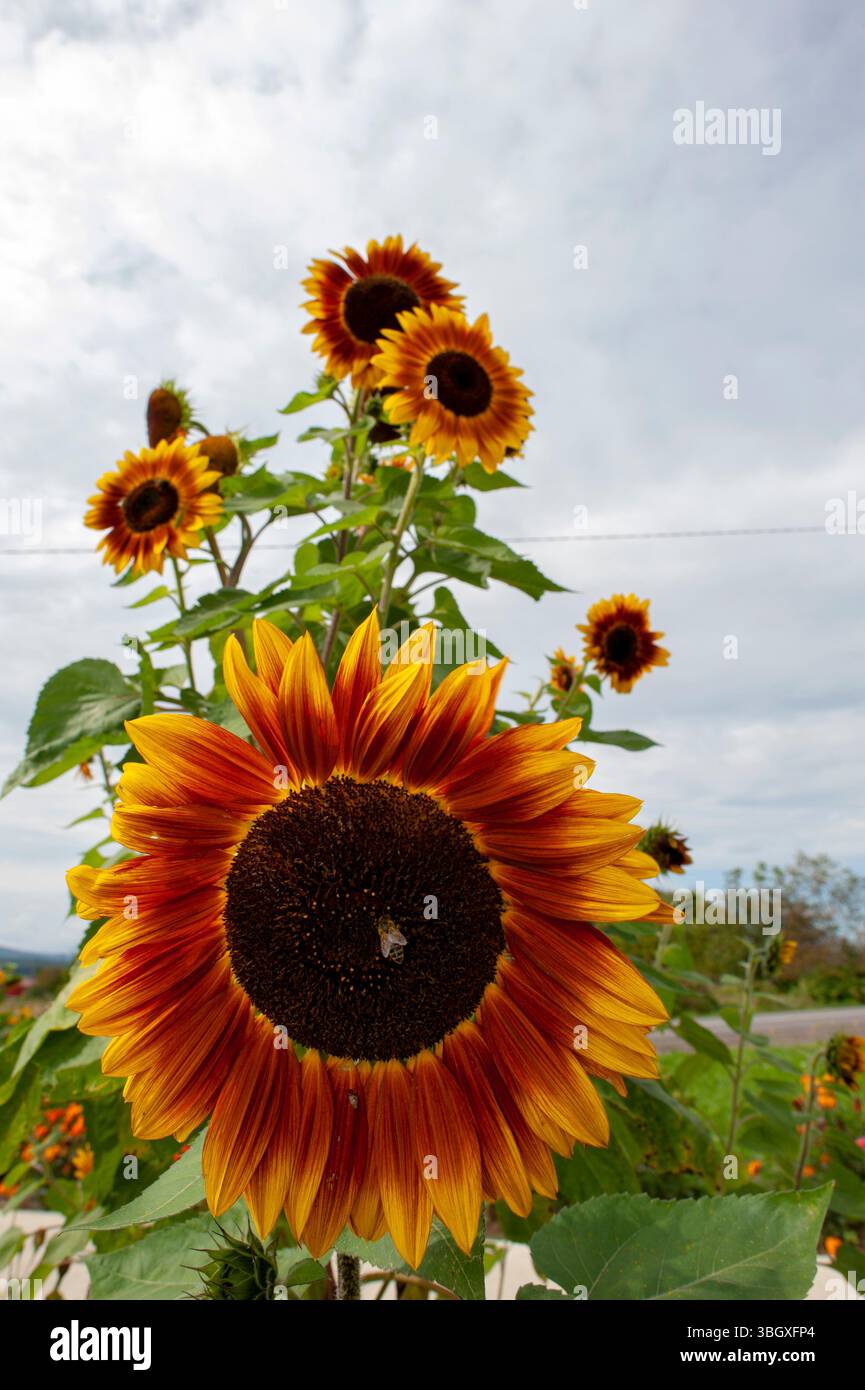 Tournesol commun ou Helianthus annuus contre un ciel dégagé. Isoler. Banque D'Images
