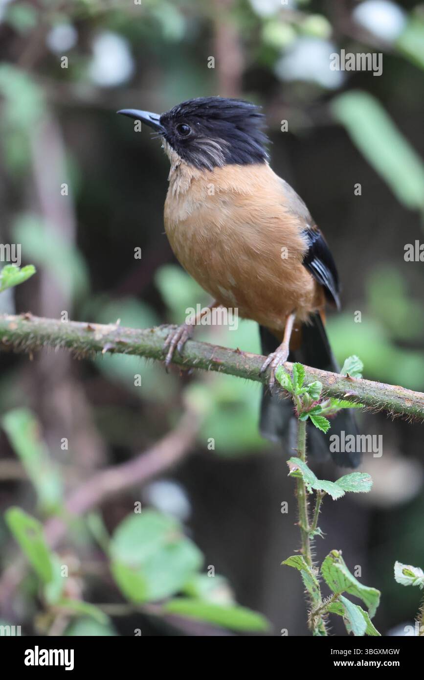Le sibia roux (Heterophasia capistrata) est une espèce d'oiseau de la famille des Leiothrichidae. Cette photo a été prise dans le nord de l'Inde. Banque D'Images Le sibia roux (Heterophasia capistrata) est une espèce d'oiseau de la famille des Leiothrichidae. Cette photo a été prise dans le nord de l'Inde. Banque D'Images