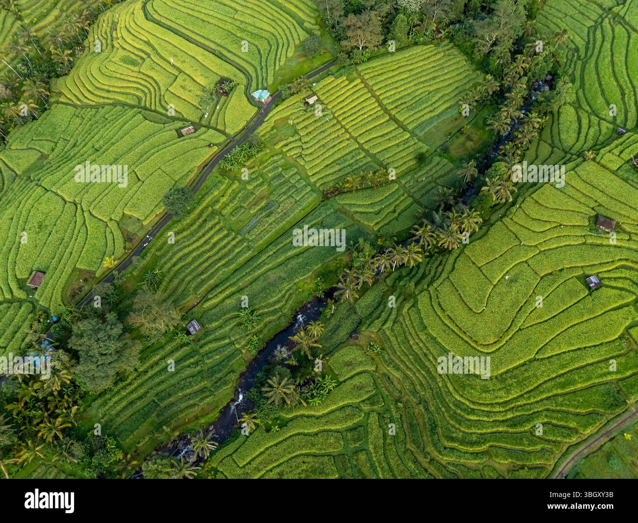 Photo drone aérienne du dessus des rizières en terrasses dans le village de Jatiluwih, Tabanan, Bali, Indonésie Banque D'Images
