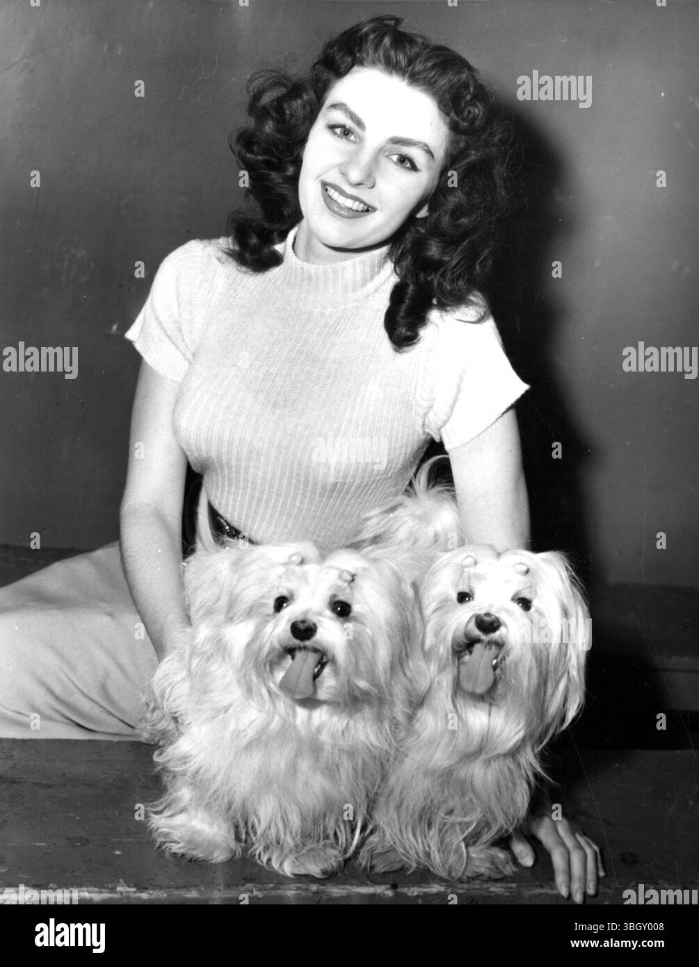 Shirley Talbot America's Loveliest model détient les champions Electa Brio et Electa Pampi, de Villa Motta. Les chiens maltais ont été jugés meilleur(e) lors de la 76e exposition canine annuelle du Westminster Kennel Club au Madison Square Garden 13/2/1952 Banque D'Images