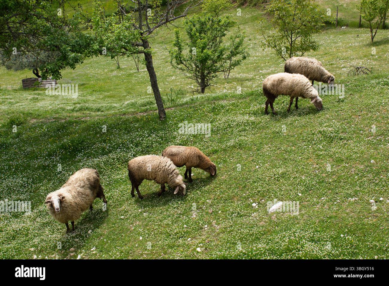 Groupe de moutons avec un bélier debout dans une prairie herbeuse entourée d'arbres. Scène rurale en plein air à la lumière du jour, montrant des animaux de ferme dans un vert en Banque D'Images