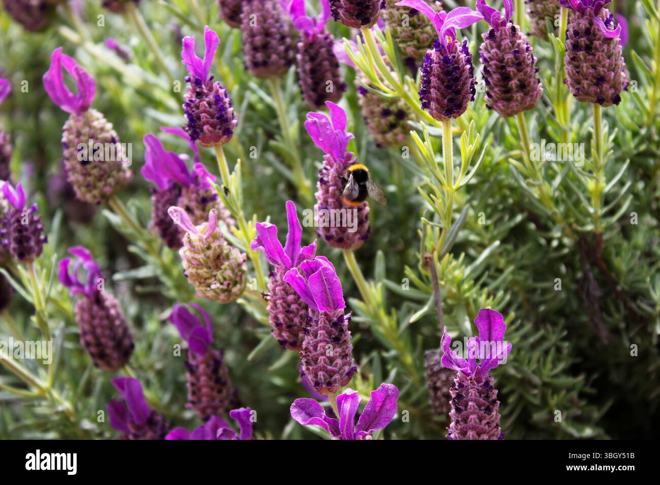 Plan macro d'un bourdon sur des fleurs en fleurs. Gros plan pris à l'extérieur à la lumière naturelle, montrant l'insecte sur des pétales colorés dans un jardin ou un parc Banque D'Images
