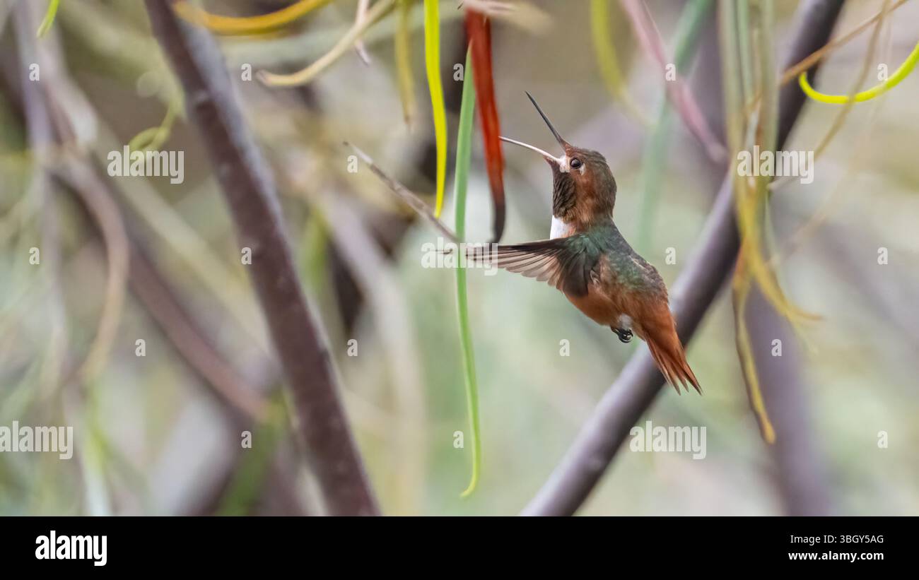 Le colibri d'Allen (Selasphorus Sasin) en vol près de Los Angeles, Californie, États-Unis. Banque D'Images