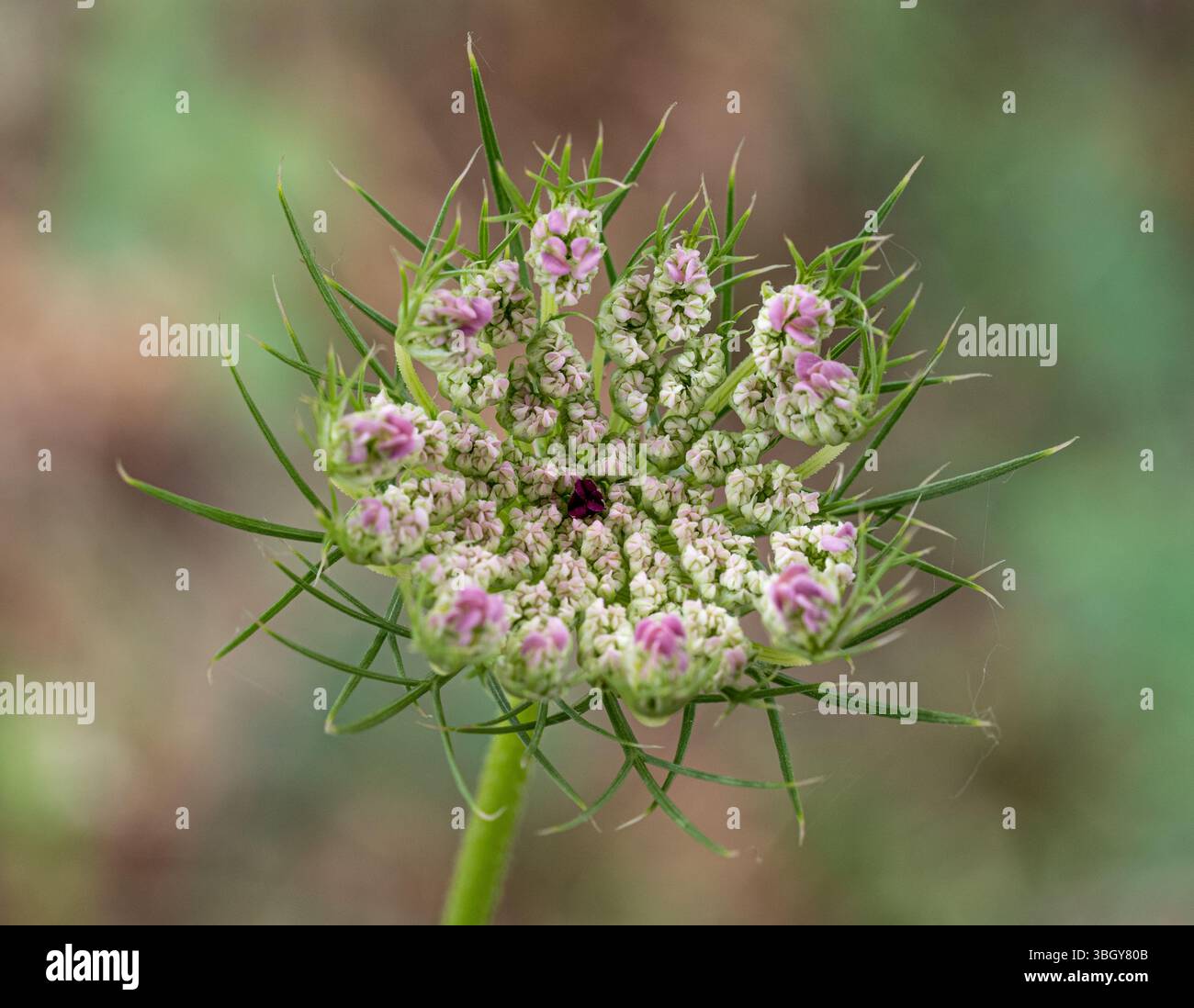 La photo montre une inflorescence ressemblant à un ombel d'une carotte sauvage (Daucus carota), composée de nombreuses petites fleurs blanches. La fleur a du radi Banque D'Images