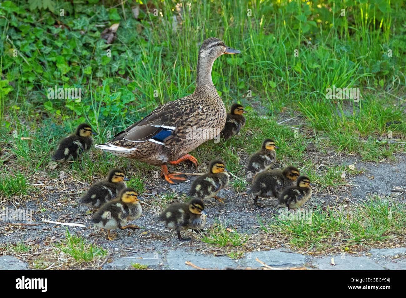 Canard colvert avec canetons marchant à travers le village, Petersdorf, île de Fehmarn, Schleswig-Holstein, Allemagne Banque D'Images