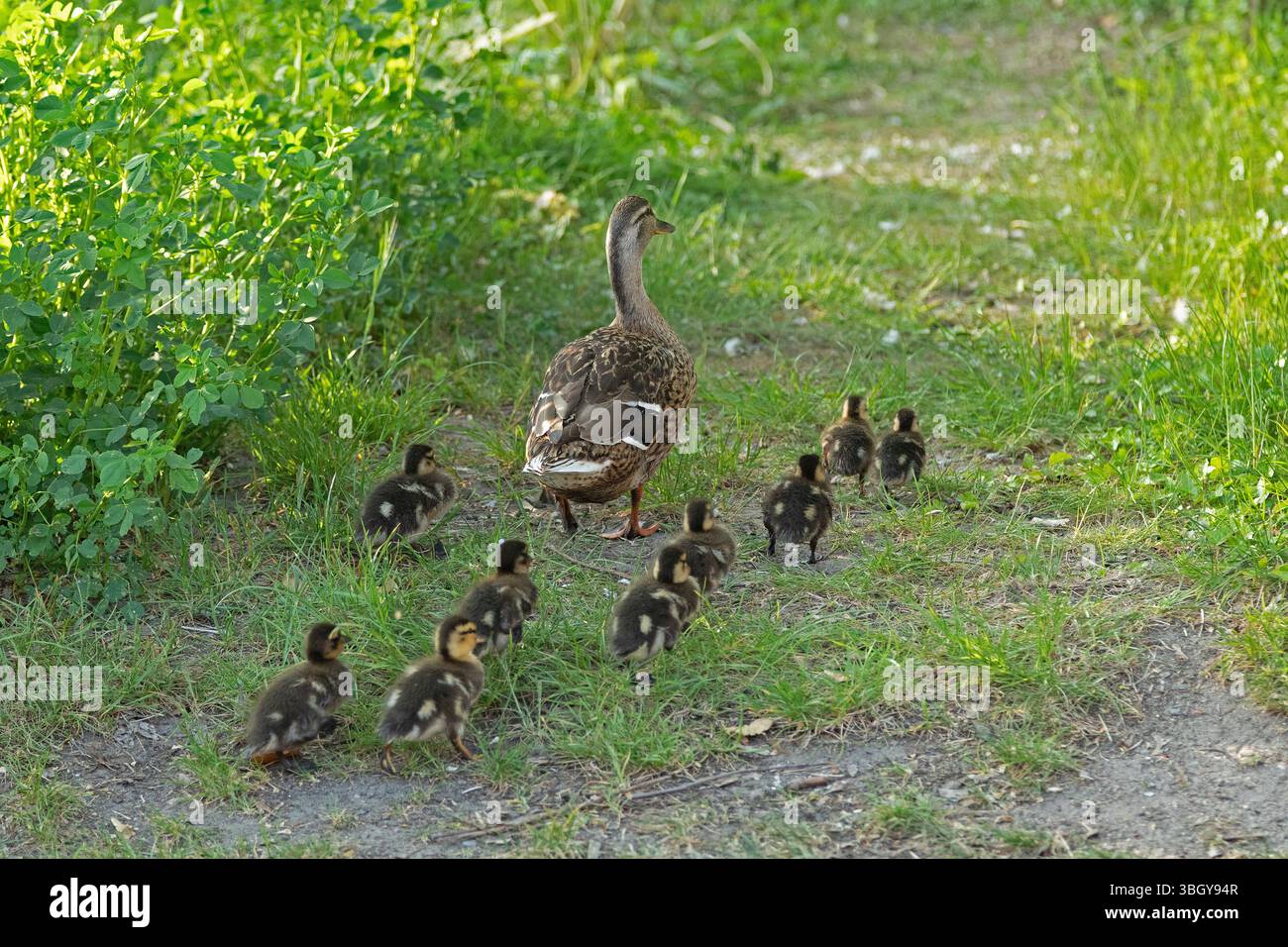 Canard colvert avec canetons marchant à travers le village, Petersdorf, île de Fehmarn, Schleswig-Holstein, Allemagne Banque D'Images