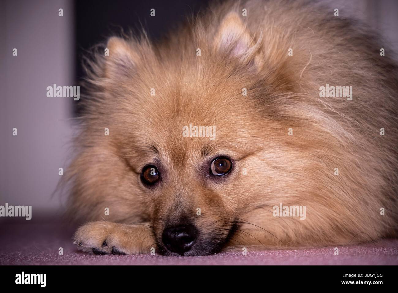 Ce chien vous regarde Banque D'Images