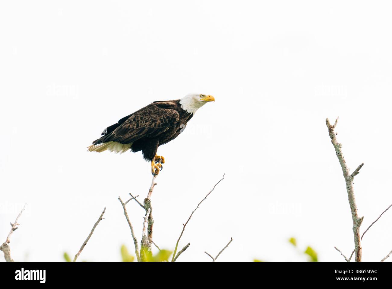 Vue latérale d'un aigle chauve adulte perché sur une branche d'arbre Banque D'Images