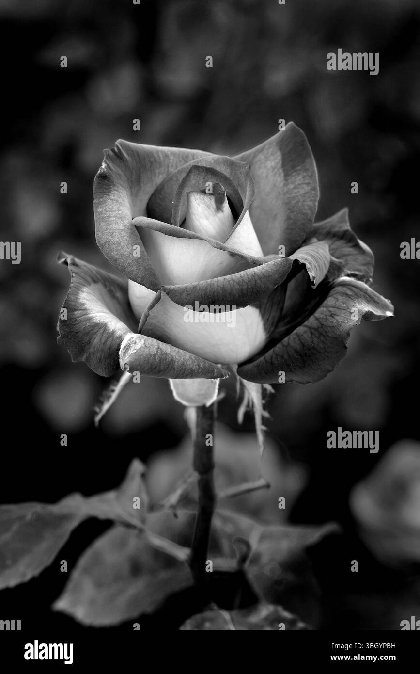 Fleur de rose pétales rouge rose gros plan nature florale beauté romance amour jardin plante macro fraîcheur élégance naturelle fleur botanique délicate f Banque D'Images