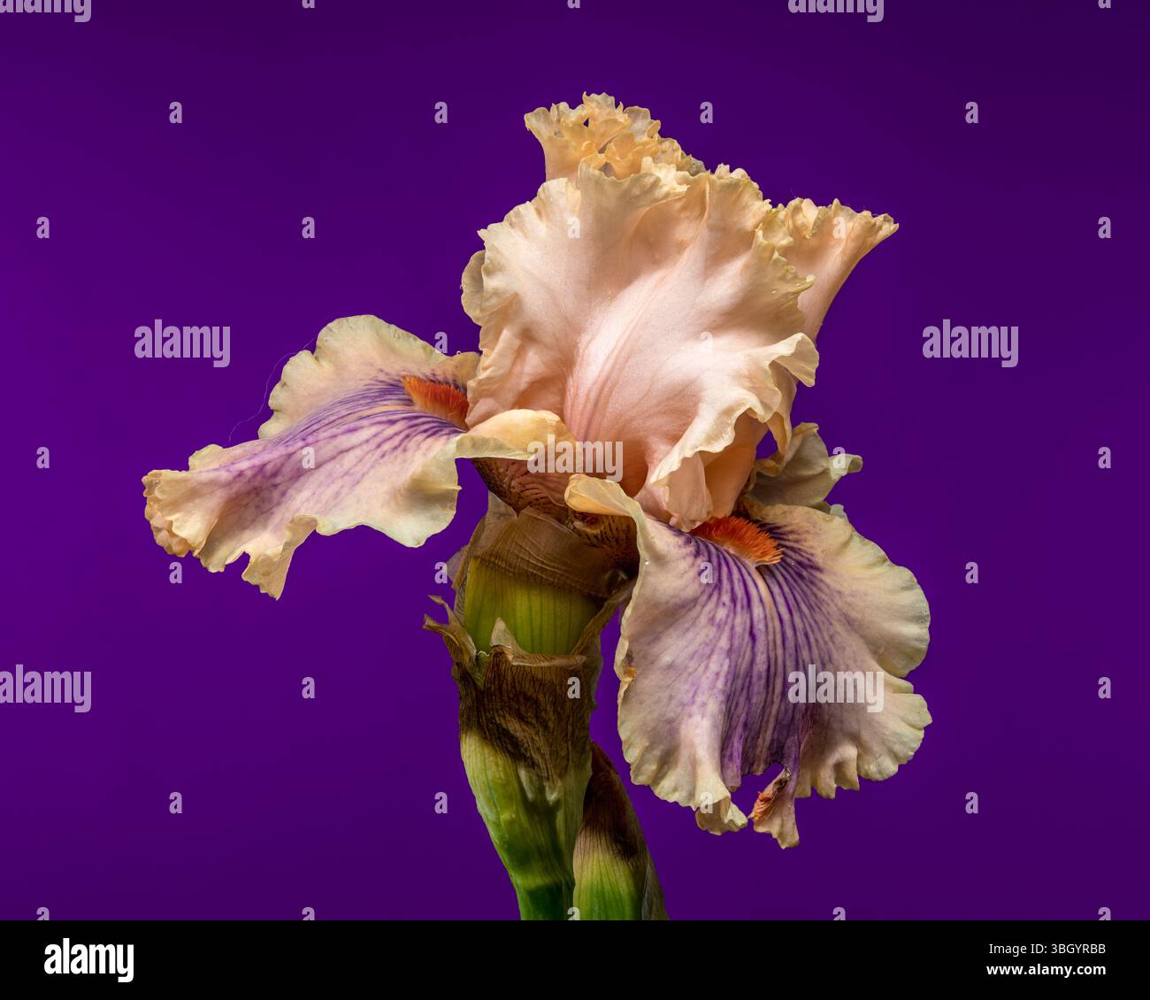 Douce élégance d'une Peach et Purple Bearded Iris sur Royal Purple Banque D'Images
