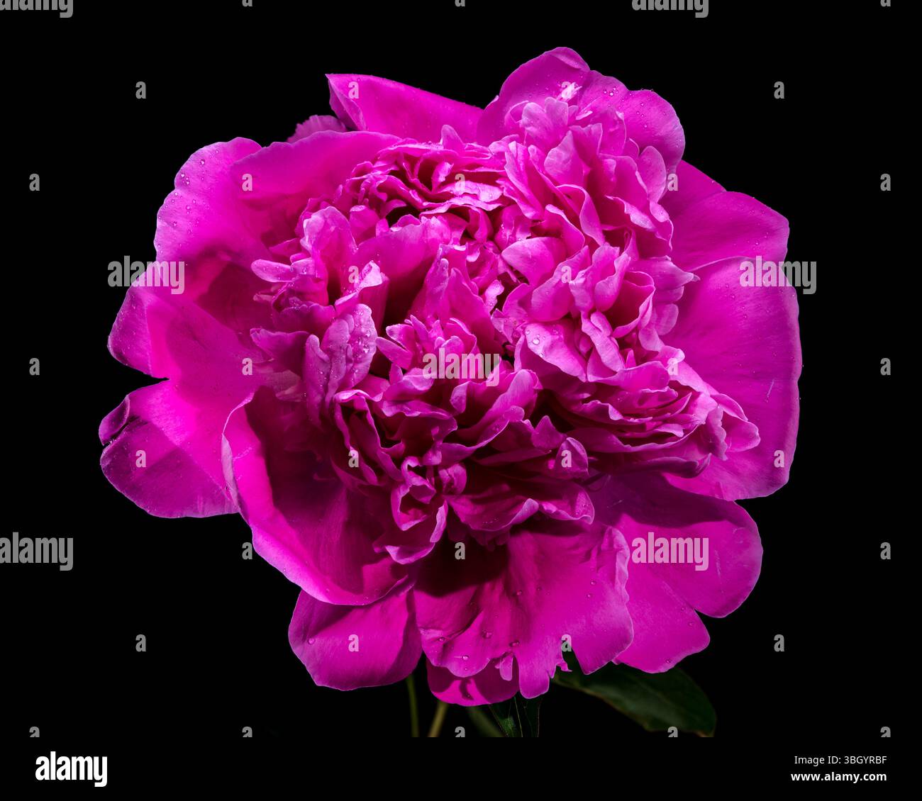 Fleur de pivoine rose chaude sur fond noir avec des gouttelettes d'eau Banque D'Images