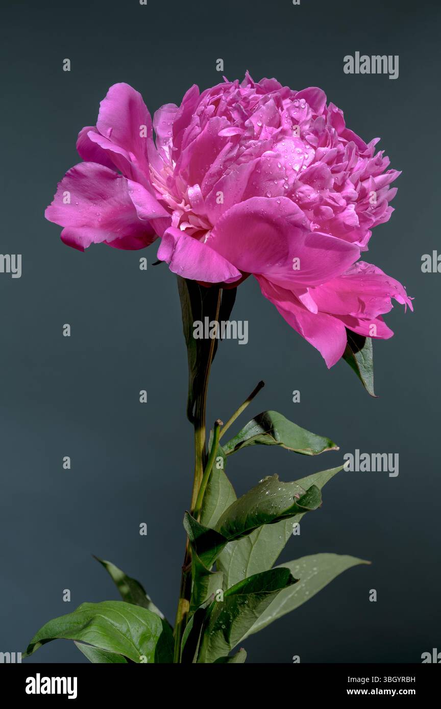 Fleur de pivoine rose vif sur fond sarcelle foncé Banque D'Images