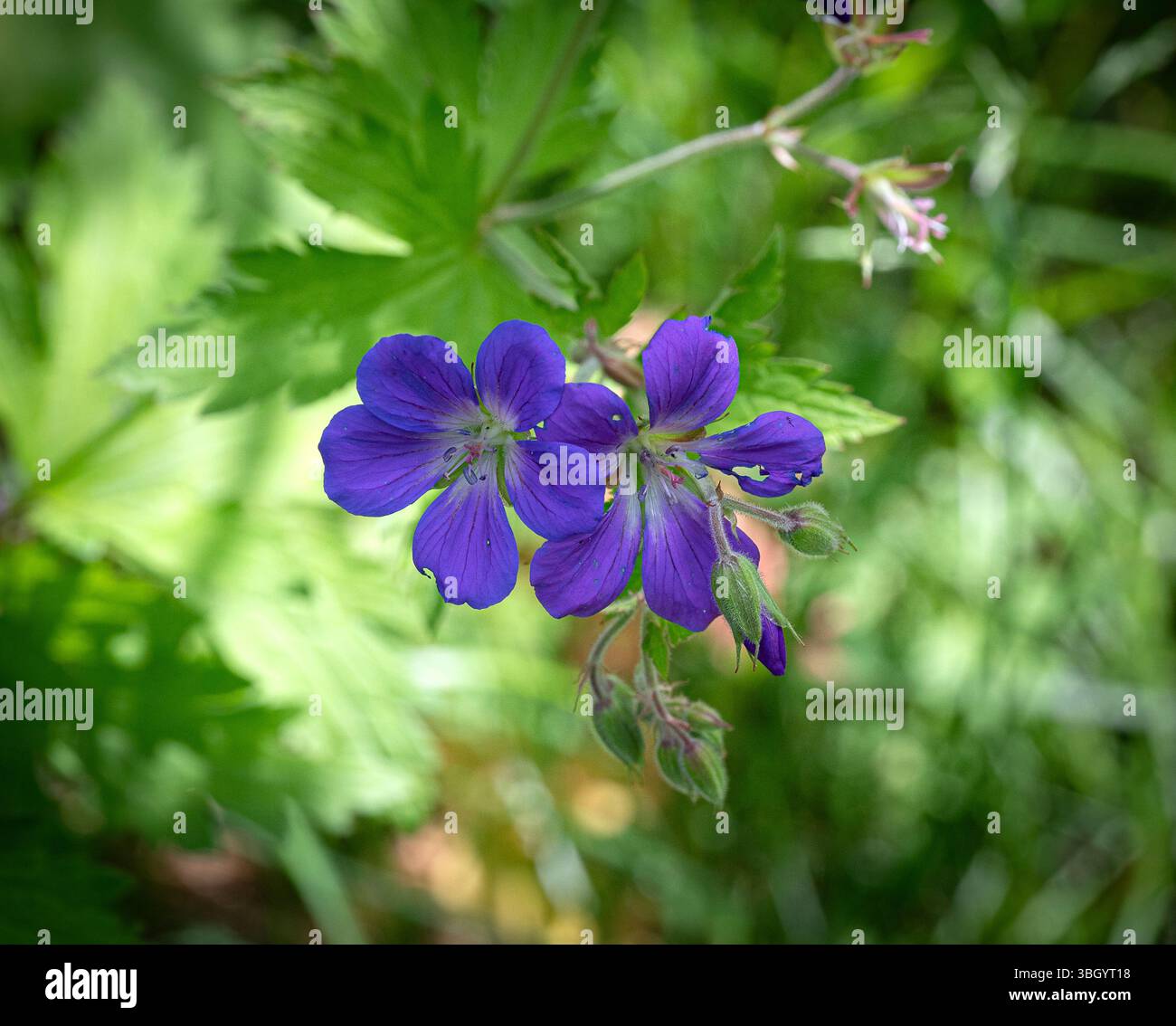 Fleurs d’été Banque D'Images