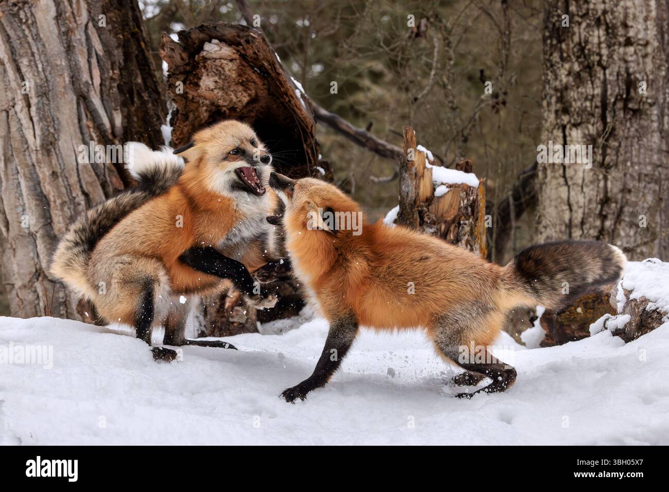 Les renards roux sont généralement ensemble en paires ou en petits groupes constitués de familles, comme une paire accouplée et leurs petits, ou un mâle avec plusieurs femelles. Banque D'Images