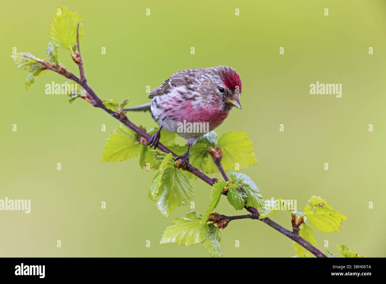 Redpoll, songbird, famille des orfèves, (Carduelis flammea), animaux. Oiseaux, Parc ornithologique de Varanger, Finnmark, Norvège, Europe Banque D'Images
