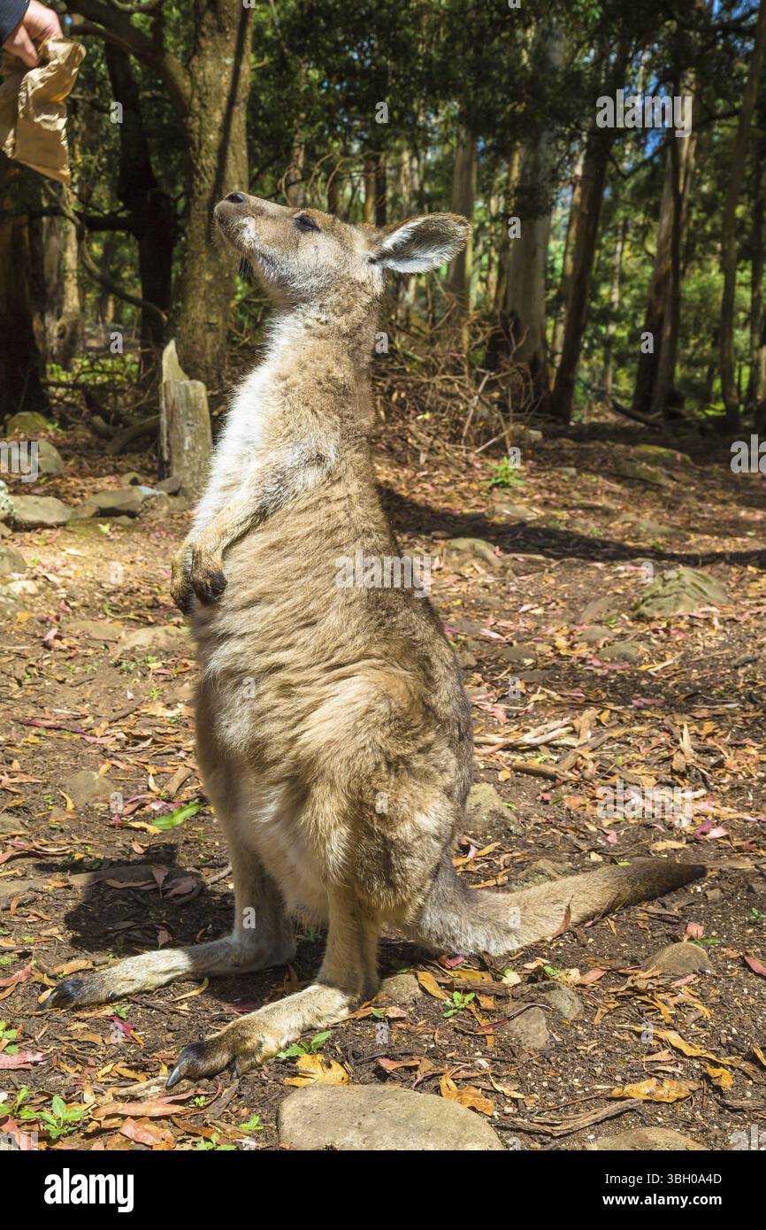 Un kangourou rouge debout, Macropus rufus, dans le Trowunna Wildlife Park, à mole Creek, Tasmanie, Australie, Océanie Banque D'Images