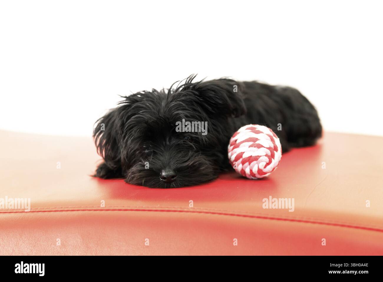 Black Yorktese - chien chiot Malkie reposant sur le canapé, isolé sur fond blanc avec espace de copie. Race de chiens Terrier maltais et Yorkshire Banque D'Images