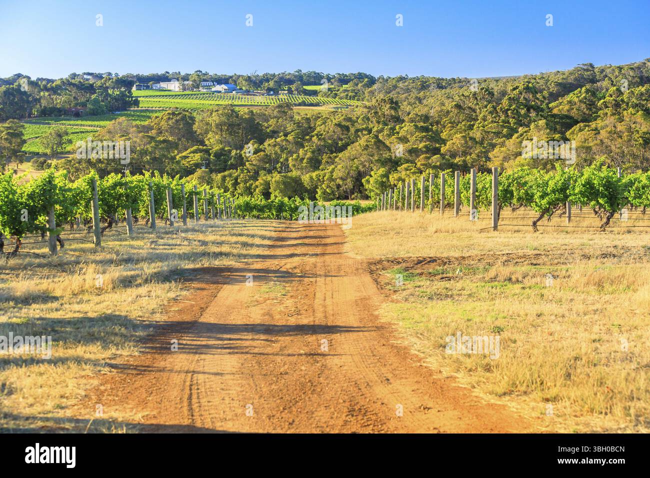 Vignoble australien. Route de campagne dans le vignoble avec des rangées de raisins blancs. Wilyabrup à Margaret River connue comme la région viticole de l'Australie occidentale. BE Banque D'Images