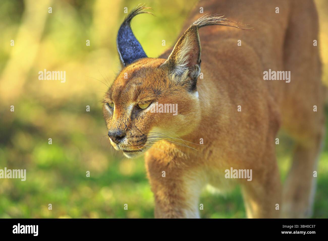 Gros plan de Caracal, lynx africain. Chat du désert dans la végétation d'herbe verte. Chat sauvage dans l'habitat naturel, Afrique du Sud. Adulte Caracal Caracal marchant à l'extérieur Banque D'Images