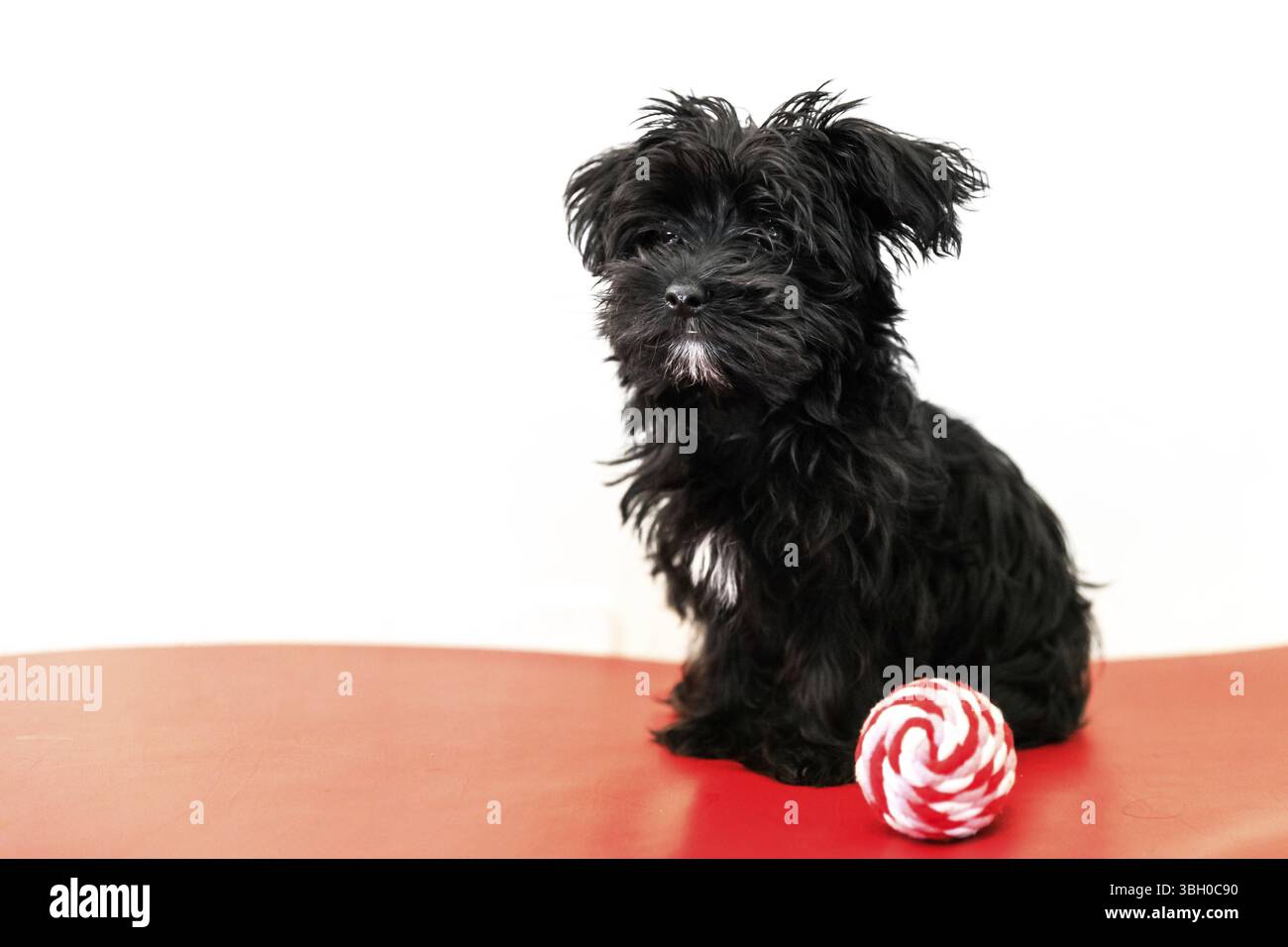 Un petit chien noir Morkie ou Yorktese Malkie ou chiot, l'âge de 4 mois, sur canapé rouge jouer avec le ballon. Race de chiens maltais et Yorkshire Terrier. Banque D'Images