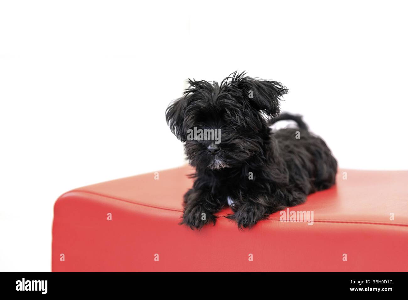 Chien chiot Yorktese noir éveillé sur le canapé rouge et prêt à jouer, isolé sur fond blanc avec espace de copie. Race de Maltese et Yorkshire Terrier Banque D'Images