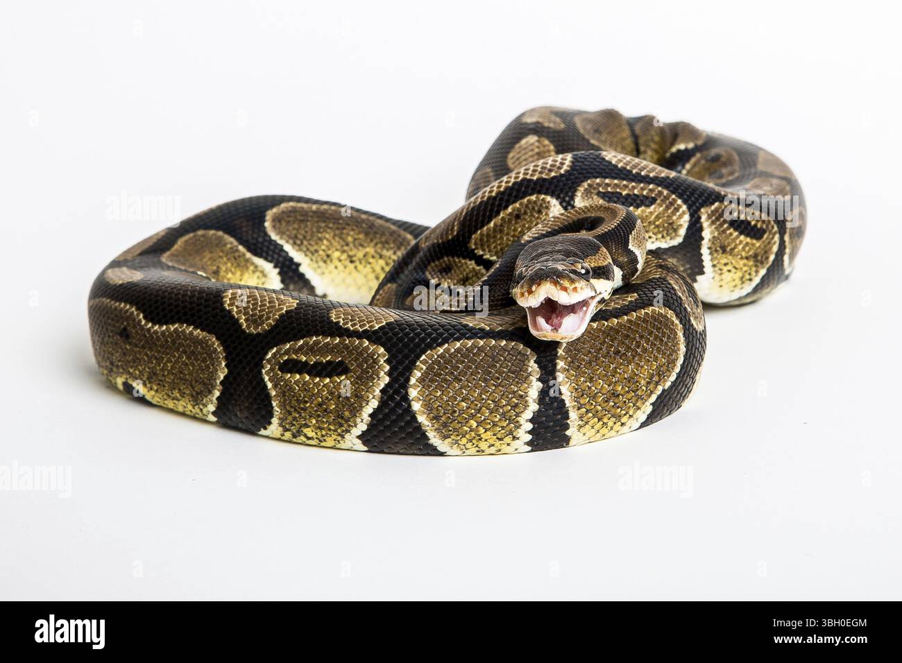 Serpent Royal ou Ball Python, isolé sur fond blanc Banque D'Images