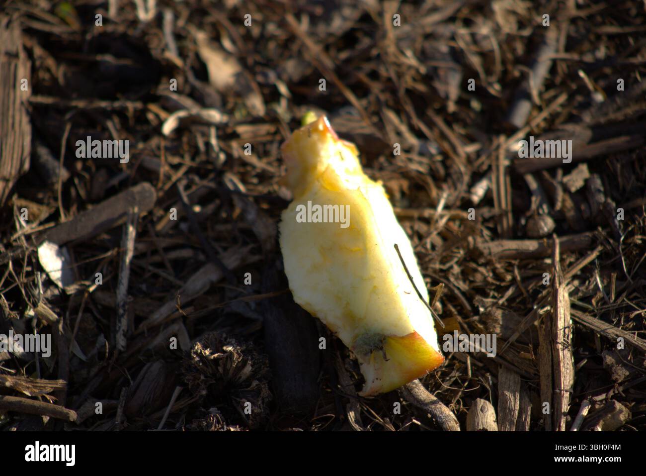 couper la pomme laissée sur le sol après consommation Banque D'Images