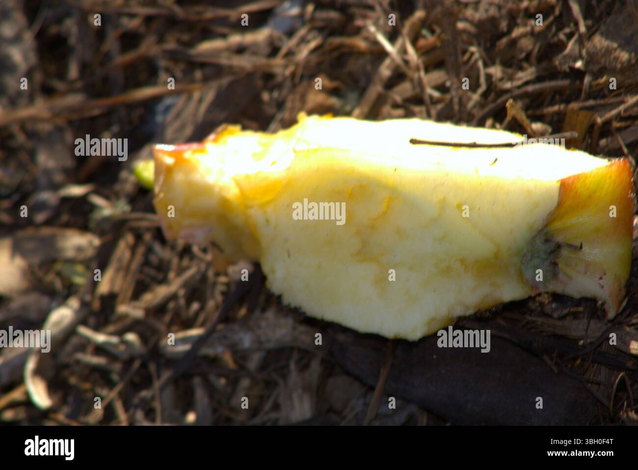 couper la pomme laissée sur le sol après consommation Banque D'Images