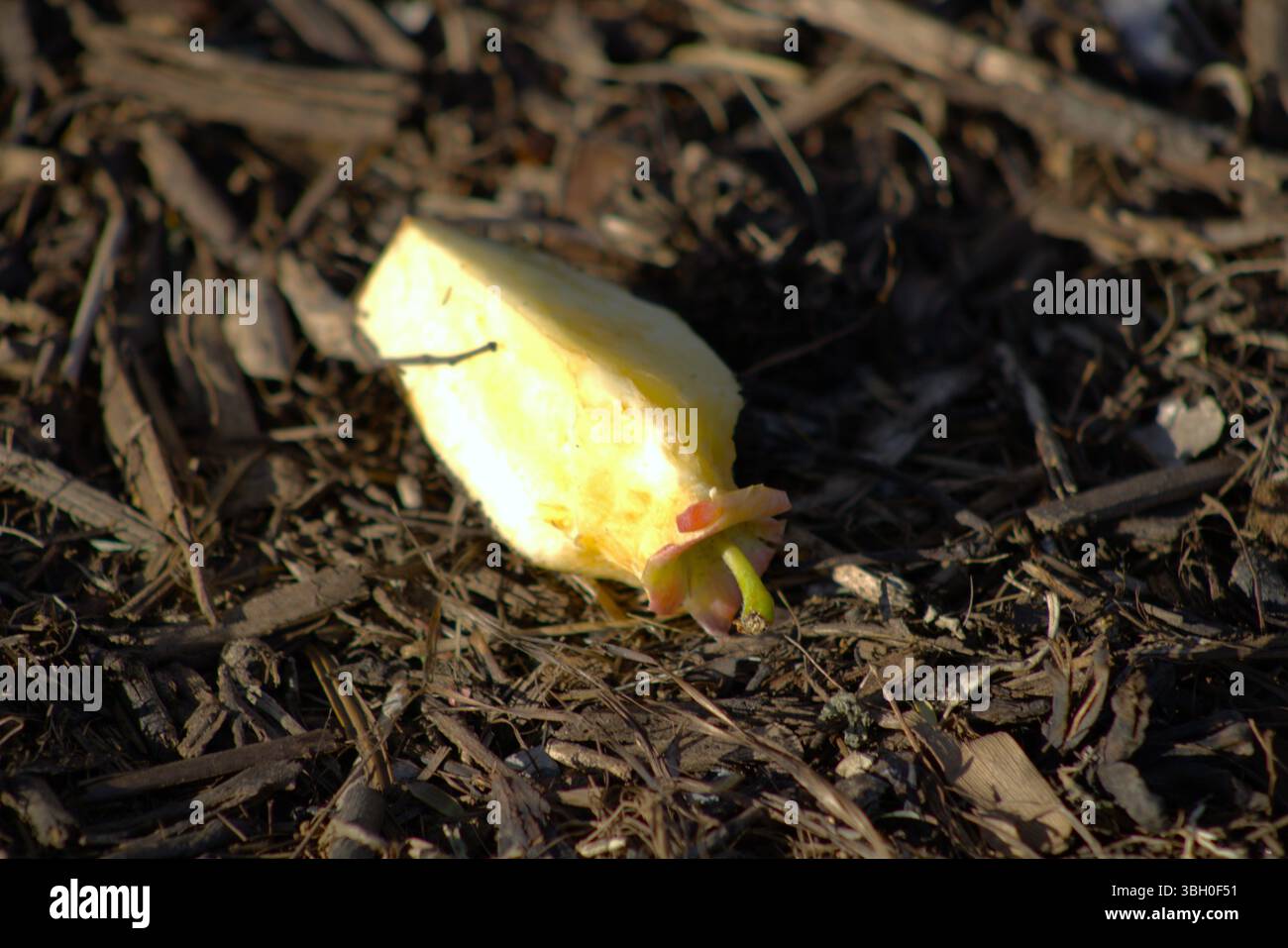 couper la pomme laissée sur le sol après consommation Banque D'Images