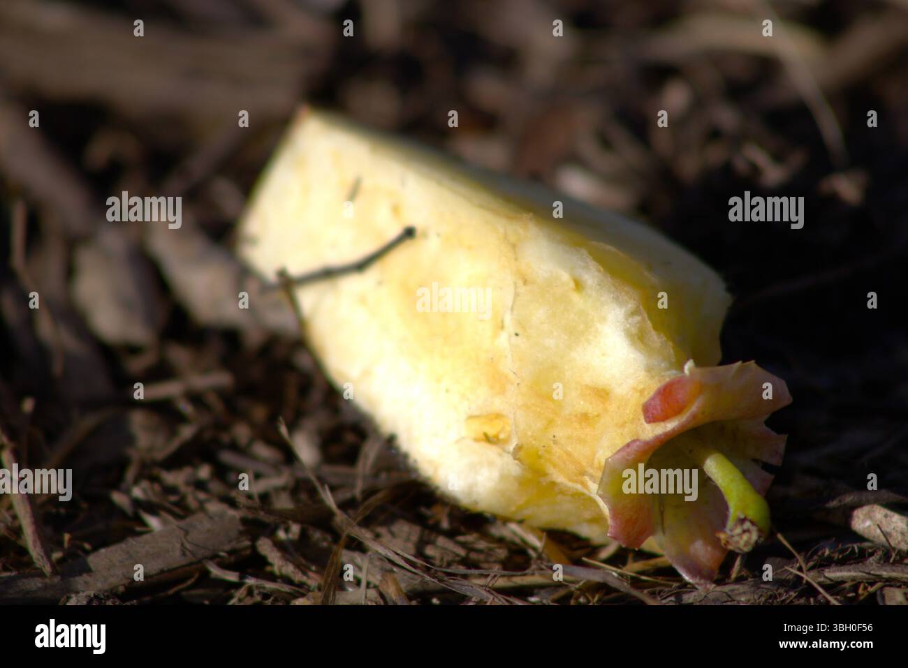 couper la pomme laissée sur le sol après consommation Banque D'Images