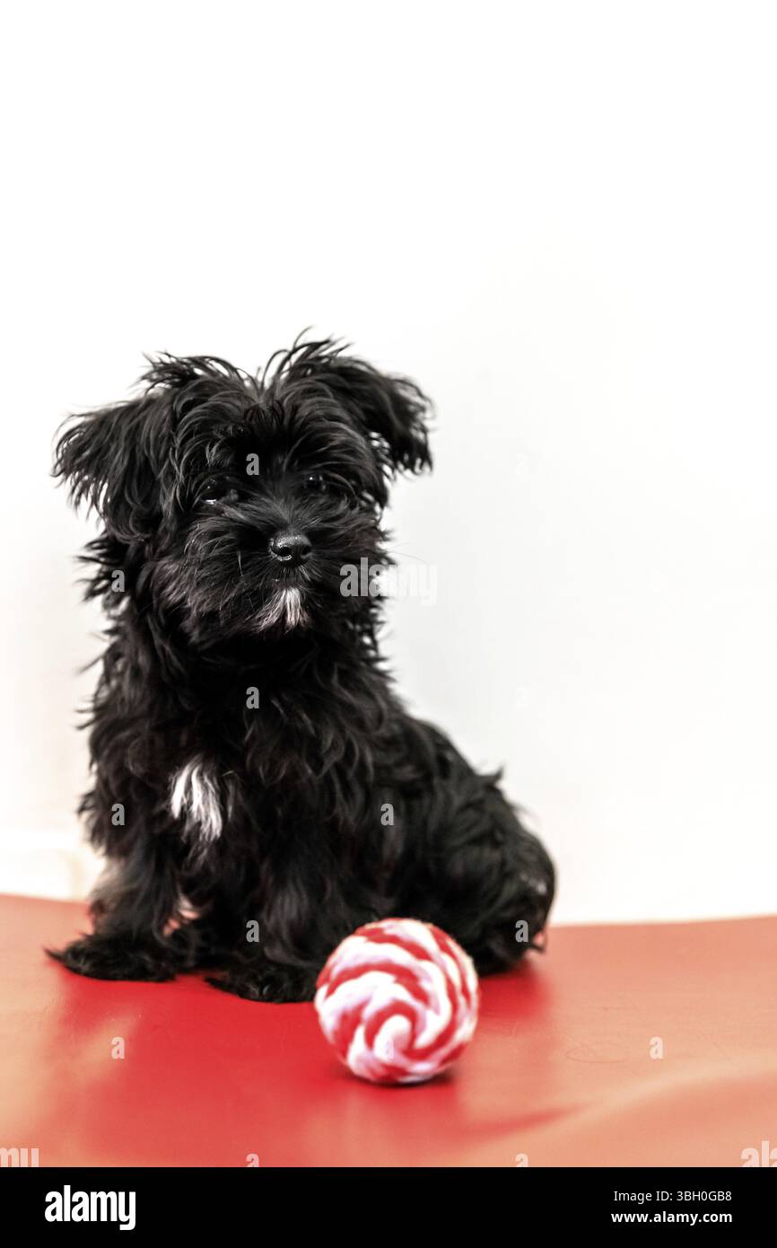 Un mignon chien noir Morkie ou Yorktese ou Malkie, chiot de l'âge de 4 mois, sur le canapé rouge jouer avec le ballon. Race de chiens maltais et de Yorkshire Terrier. JE Banque D'Images